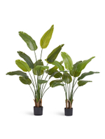 Стрелиция New Style зелёная в-160 см (13 листов)(Sensitive Botanic) c UV-защитой 4/4 10.072435N/UVG