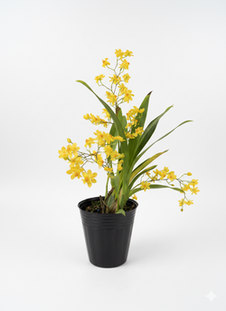 Онцидиум микс д.9