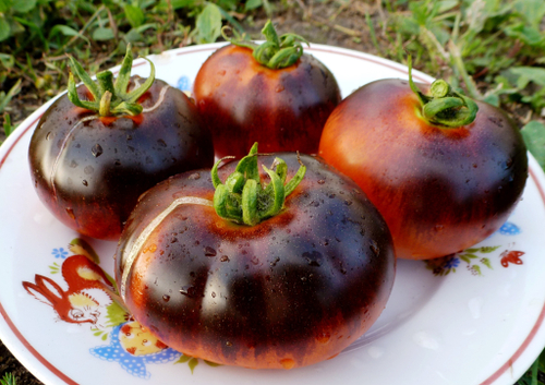 Помидоры - Red Charcoal - Красный Уголь