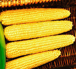 Мегатон F1 семена кукурузы (Clause / Клос)