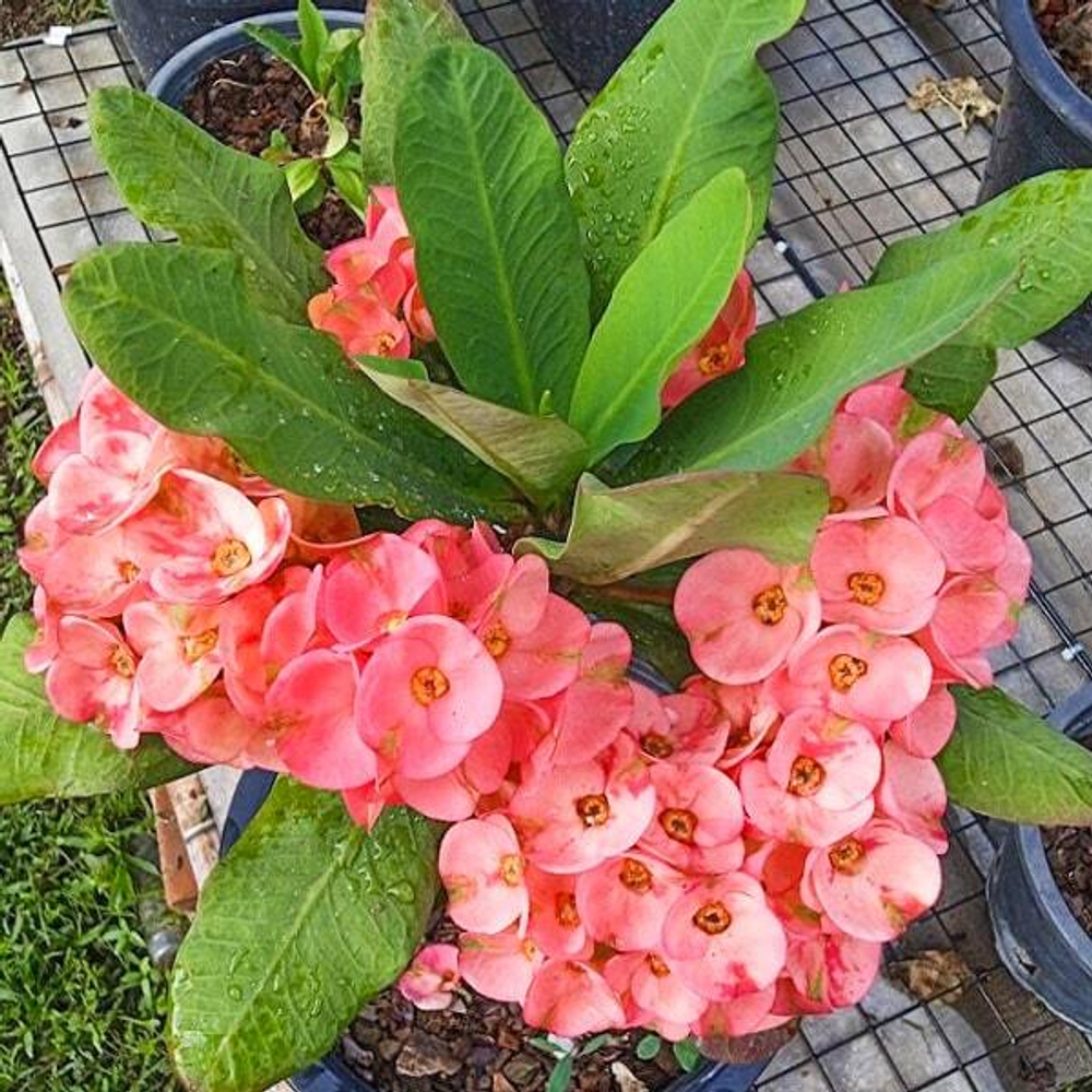 Эуфорбия Миля NAKORN THAI