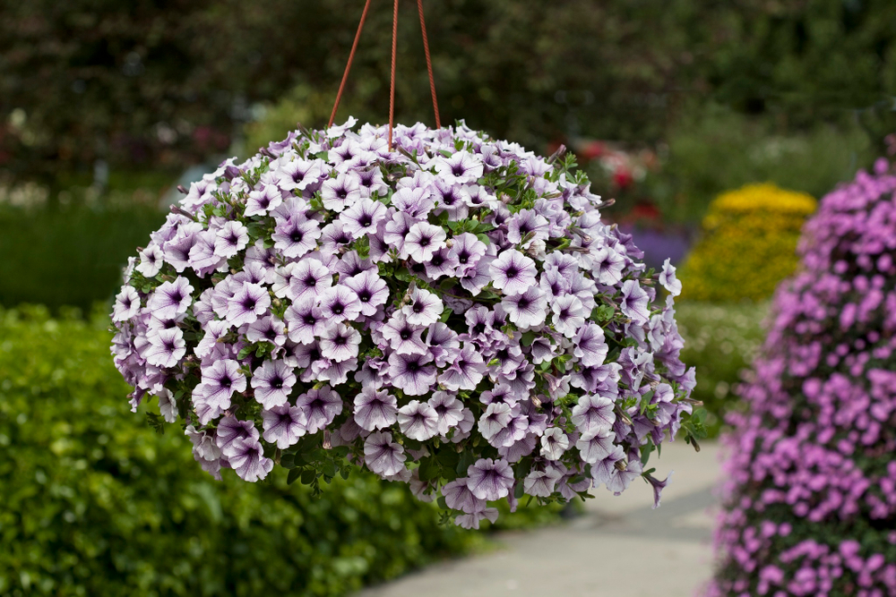 ЕВРО Петуния Surfinia Blue Vein укорененный черенок ОКС март Koh