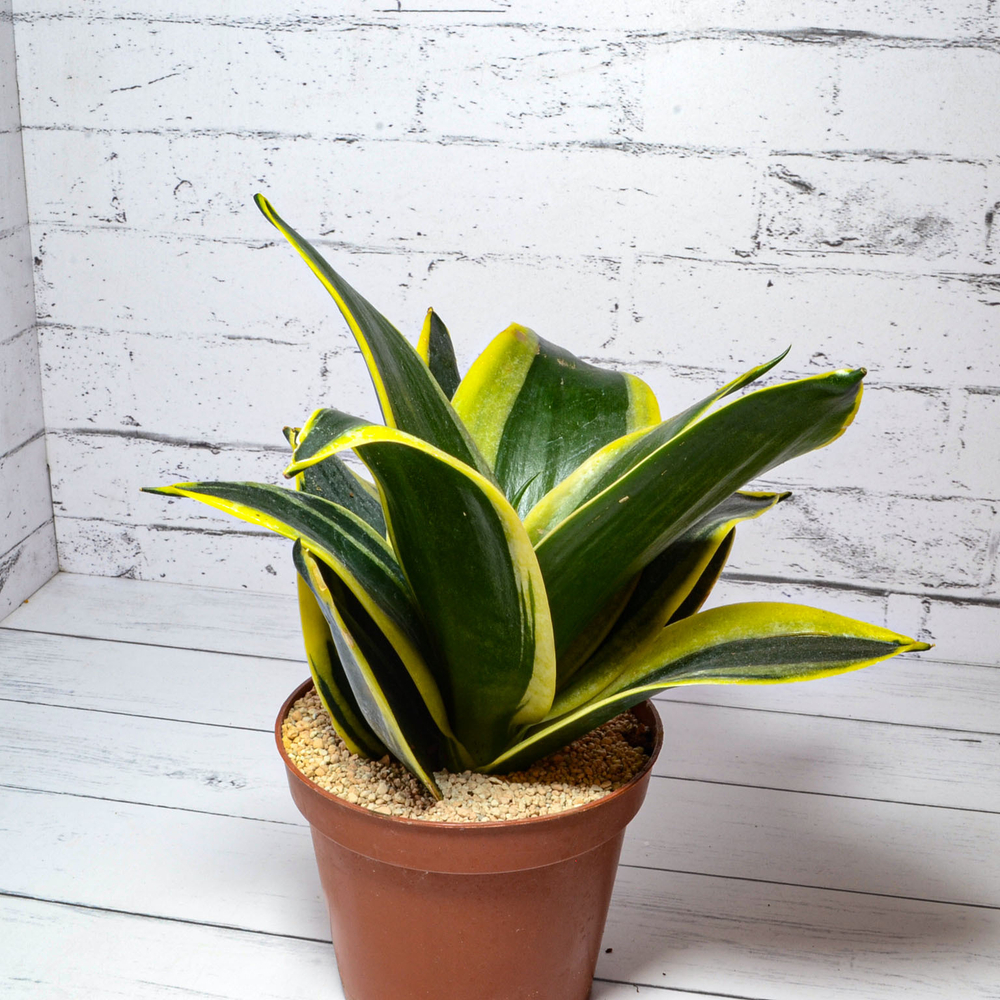 Sansevieria Hahnii Jade Marginata (Сансевиерия)