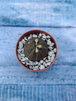 Суккулент Euphorbia Obesa (Эуфорбия)