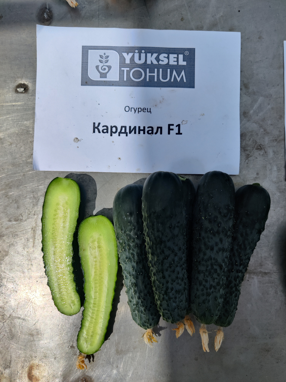 Кардинал F1 семена огурца партенокарпического ( Yuksel Tohum / )