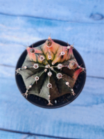 Gymnocalycium Variegata (Гимнокалициум Вариегатный)