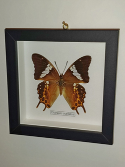 Бабочка Charaxes ocellatus в рамке