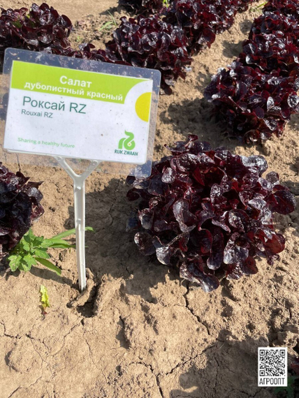 РОКСАЙ семена салата (Rijk Zwaan | Alexagro) – фото 6