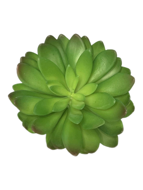 Суккулент 112 зеленый