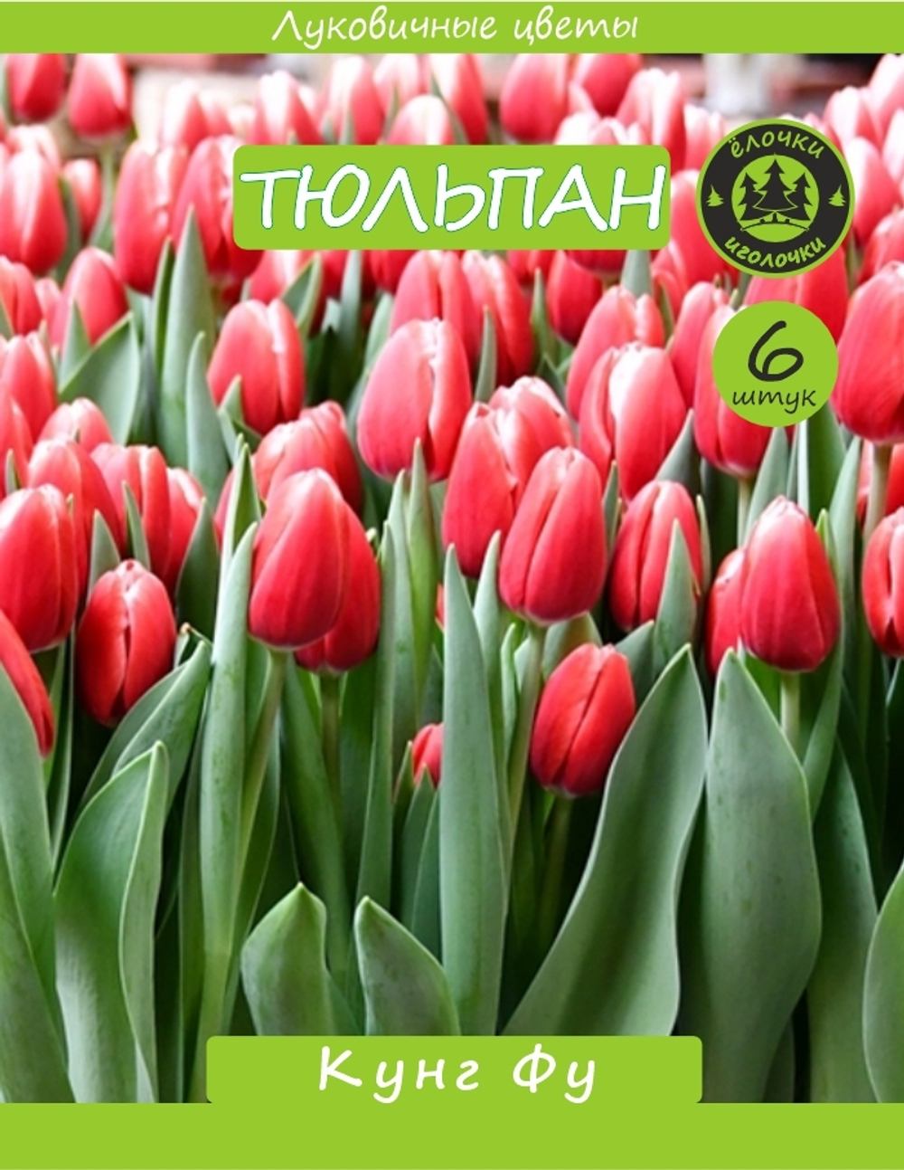Тюльпан Луковица, Кунг Фу, 6шт