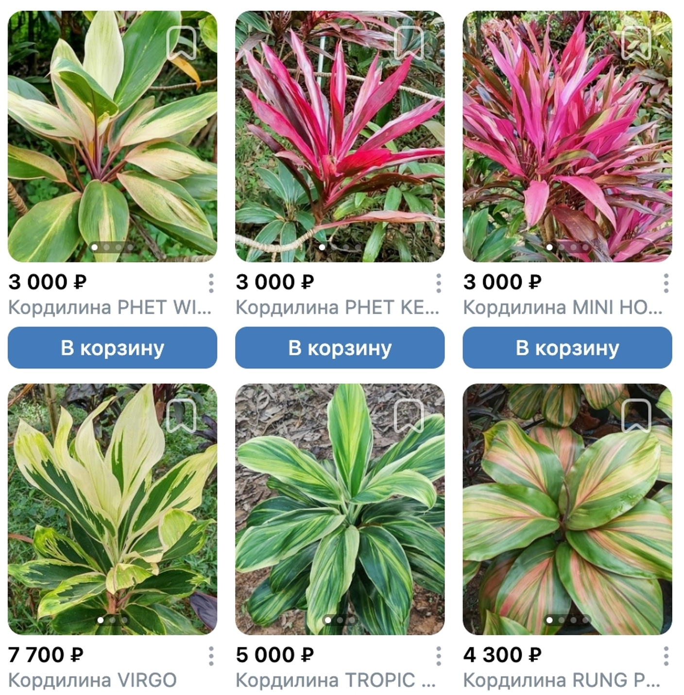 Предзаказ Кордилины Таиланд, поставка S10 июнь 2026