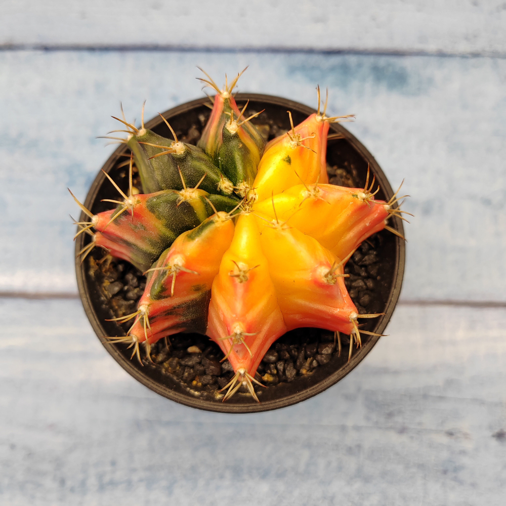 Gymnocalycium Variegata (Гимнокалициум Вариегатный)