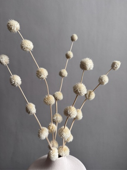 Гомфрена шаровидная стабилизированная белая