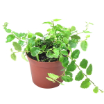 Фикус Пумила (в наличие фото №1)