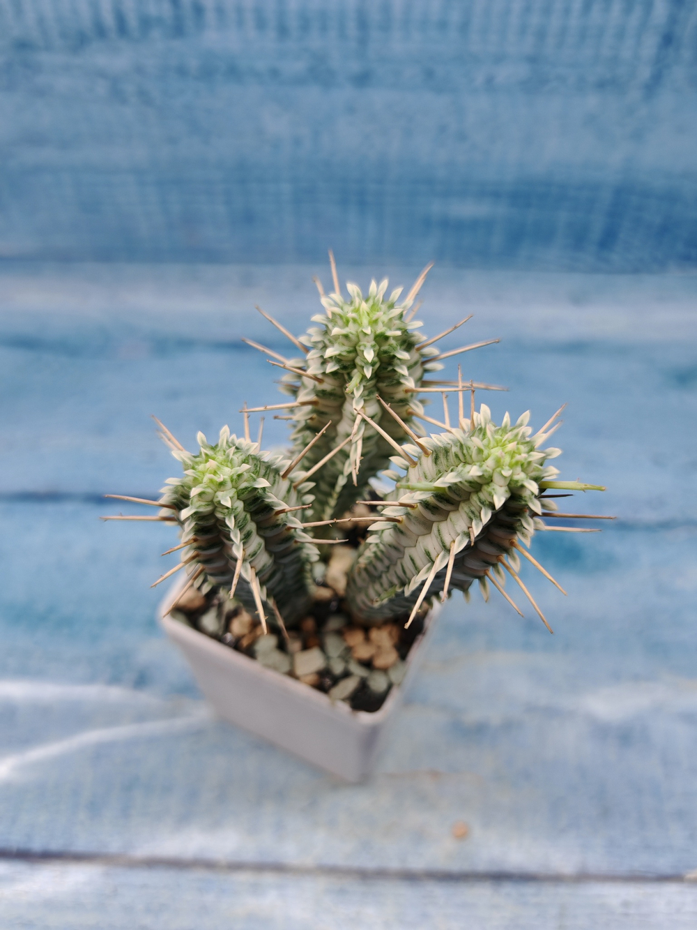 Euphorbia Mammillaris variegata (Эуфорбия)