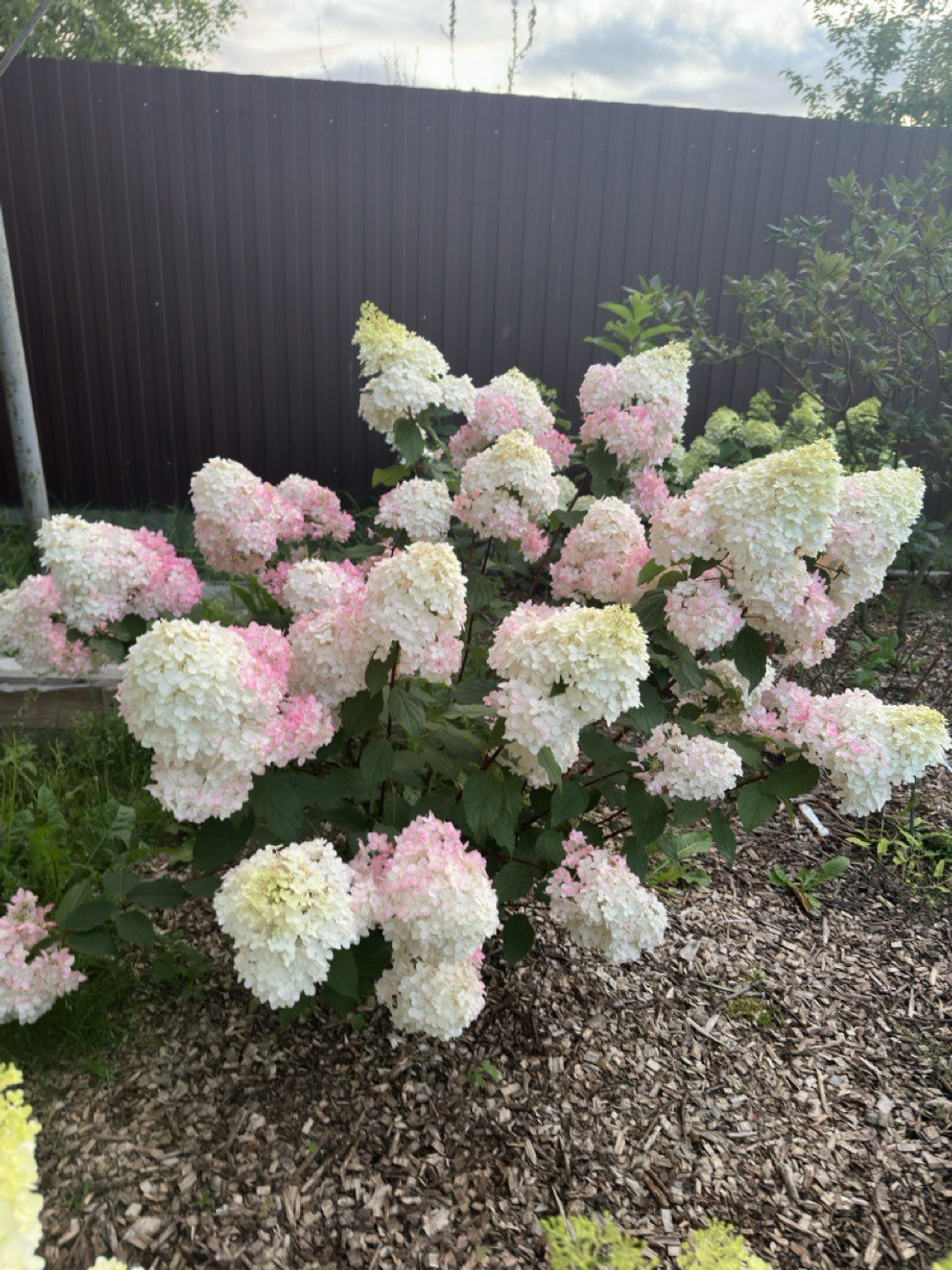 Гортензия метельчатая Меджикал Андес Р9 Закупка М59 апрель 2026