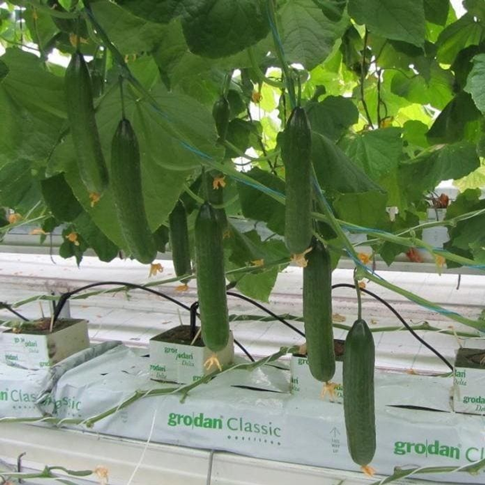 Мономах F1 семена огурца партенокарпического (Гавриш)