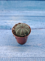 Euphoria Obesa (Эуфорбия)