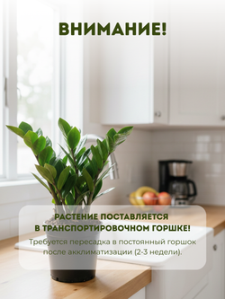 Замиокулькас Pointed Leaf д. 12