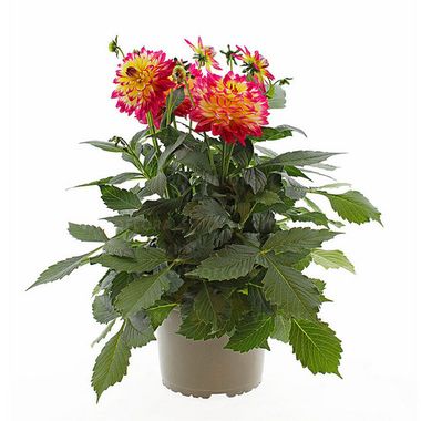 17177 Георгин Labella Maggiore Fun Pomegranate (Весна 2026)