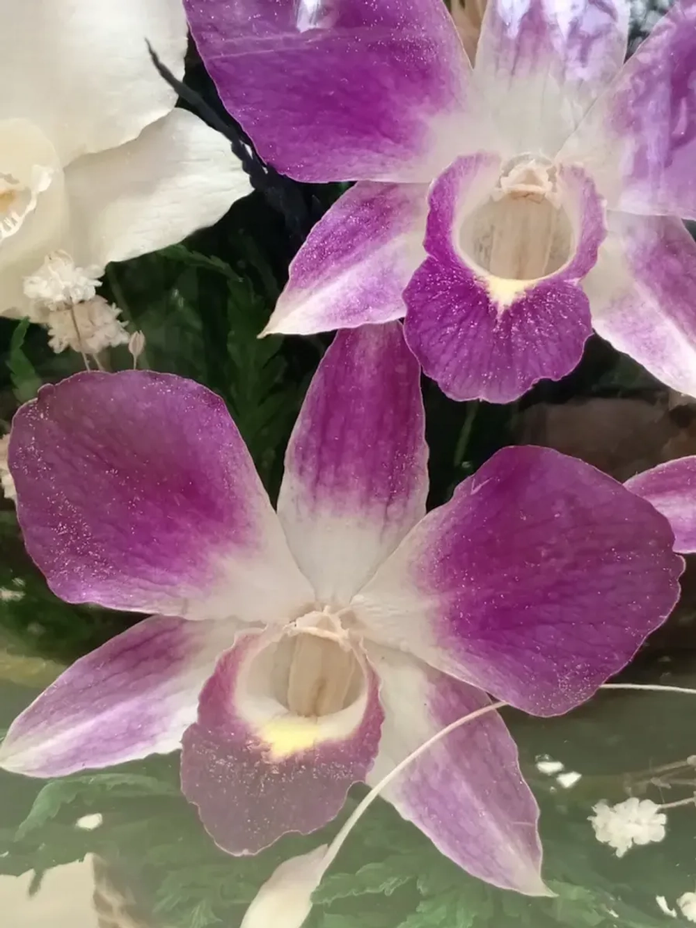 натуральные цветы в стекле, вакуум