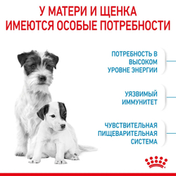 Корм для щенков мелких пород до 2-х месяцев, Royal Canin Mini Starter Mother & Babydog