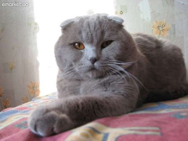 Как вязать скоттиш-фолда: выбираем жениха