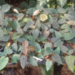 Антуриум PAPILLILAMINUM BLUE XONE