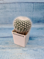 Notocactus Scopa (Нотокактус)