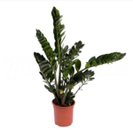 Замиокулькас