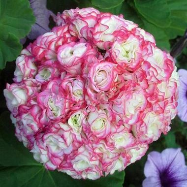 3007 Пеларгония Appleblossom Rosebud