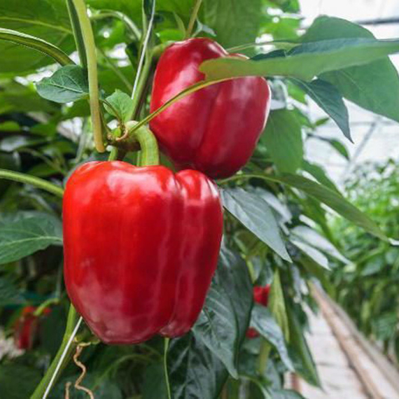 Клаудио F1 семена перца сладкого (Nunhems / ALEXAGRO) культура – фото 6