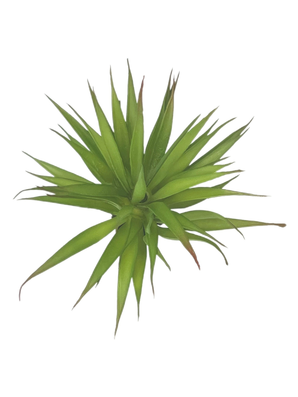 Суккулент 110 зеленый