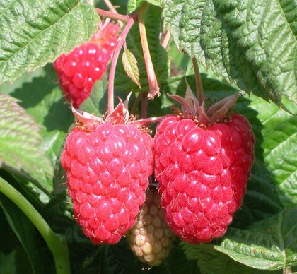 Малина летняя Гордость России