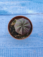 Euphorbia Obesa (Эуфорбия)