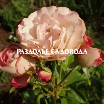 Роза флорибунда Акрополис