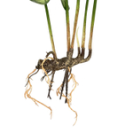 Каладиум куст с корнем 45 см