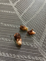 Кисличка Чудесница Природный Талисман Благополучия! (5 луковиц)