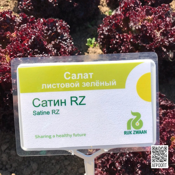 САТИН семена салата (Rijk Zwaan | Alexagro) – фото 4