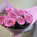 Нежный розовый букет из мини Гербер в упаковке с зеленью