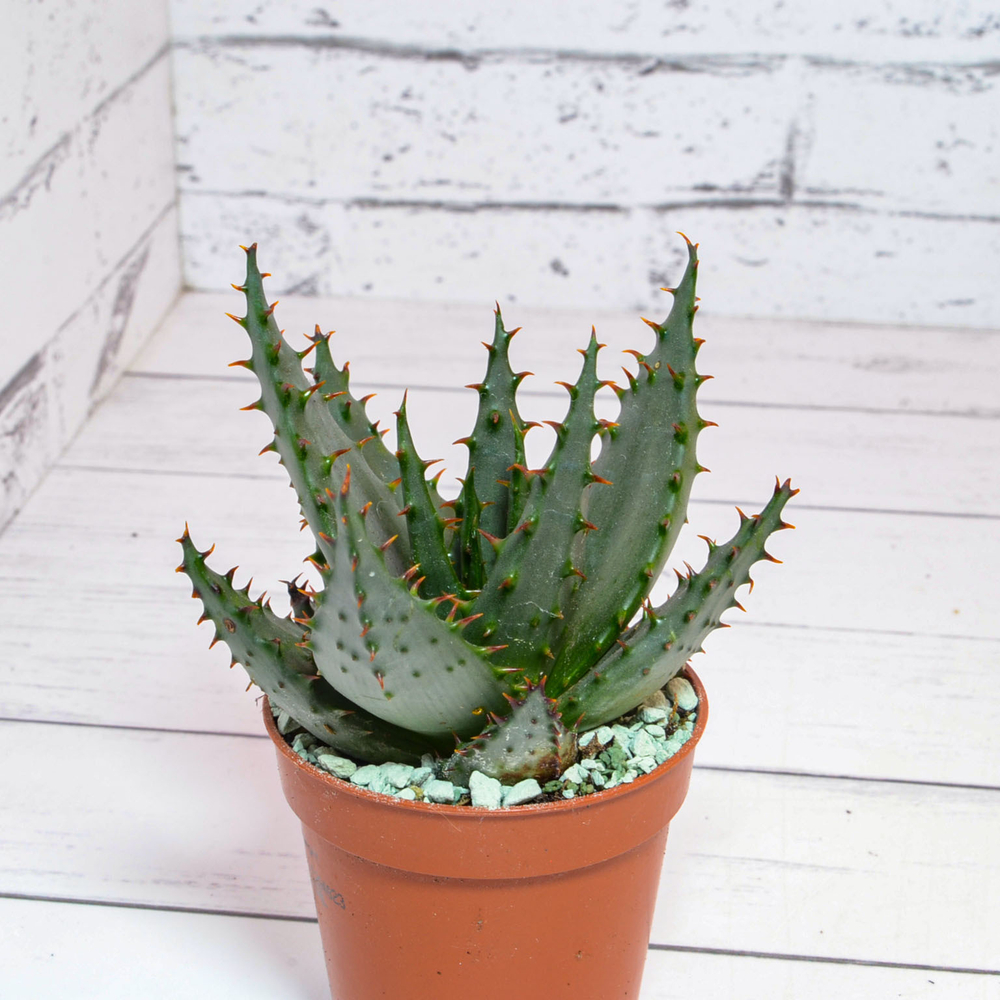 Aloe Broomii (Алоэ)