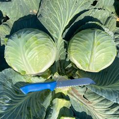 ТАЙФУН F1 семена капусты белокочанной (Bejo | Alexagro)