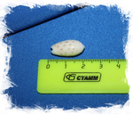 Олива тесселлата (Oliva tessellata)