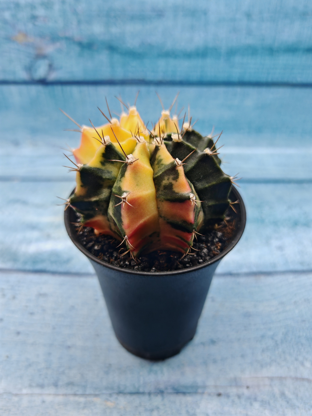 Gymnocalycium Variegata (Гимнокалициум Вариегатный)