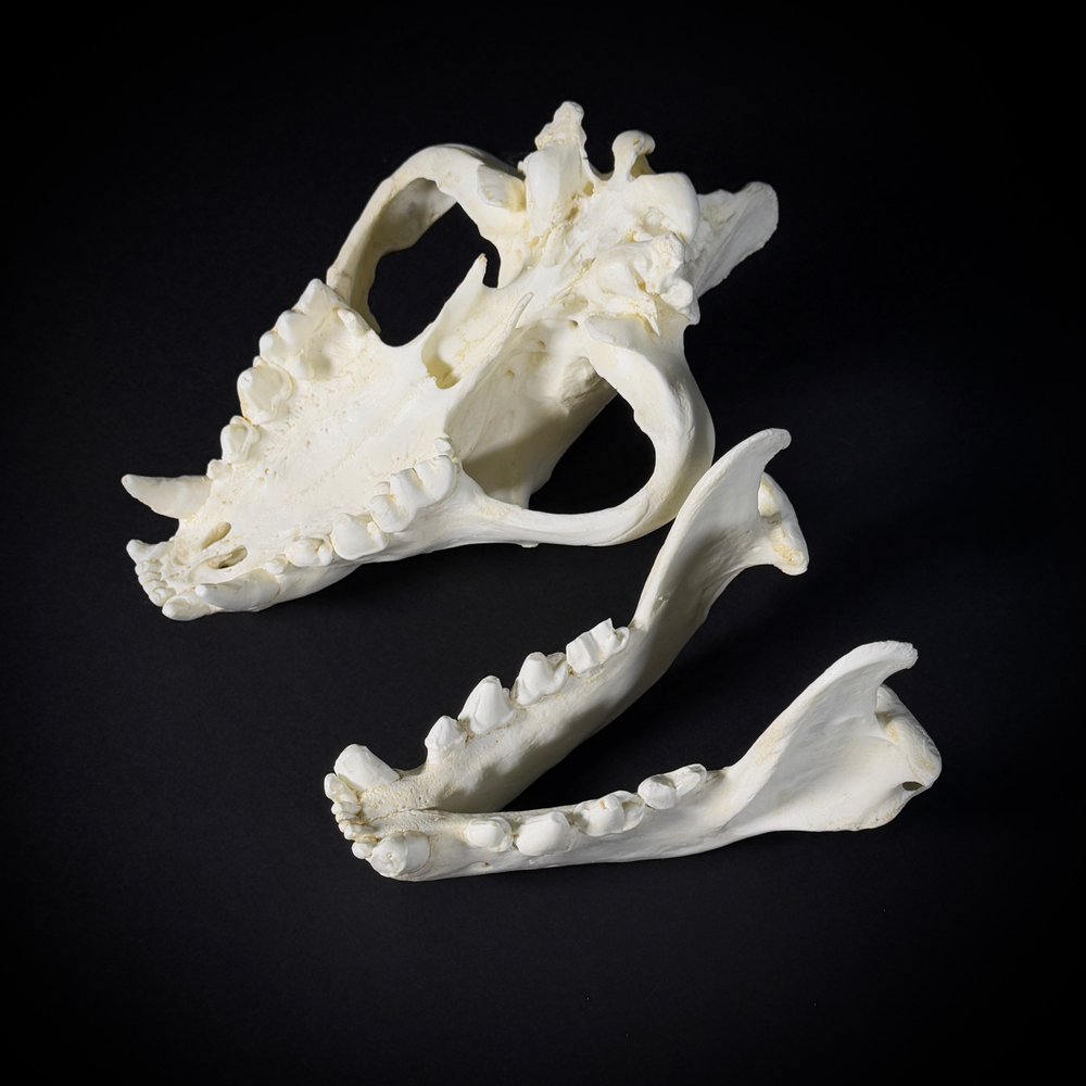 Череп бурой гиены