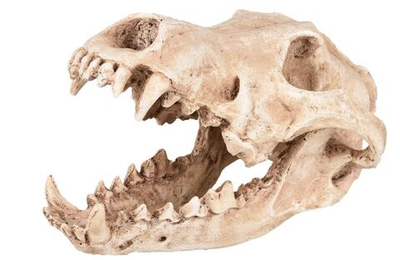 Грот "Череп хищника" 24 см Д х 13 см Ш х 13 см В, полирезин, Flamingo