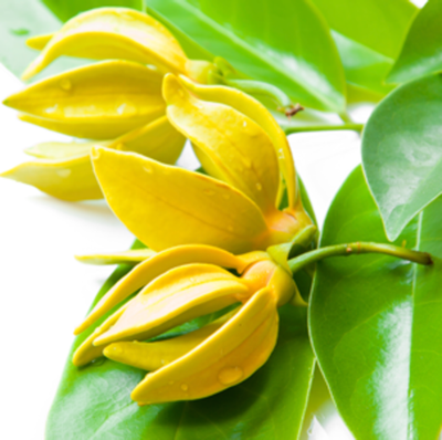 ИЛАНГ-ИЛАНГ эфирное масло органик (YLANG ORGANIC OIL) Ventos