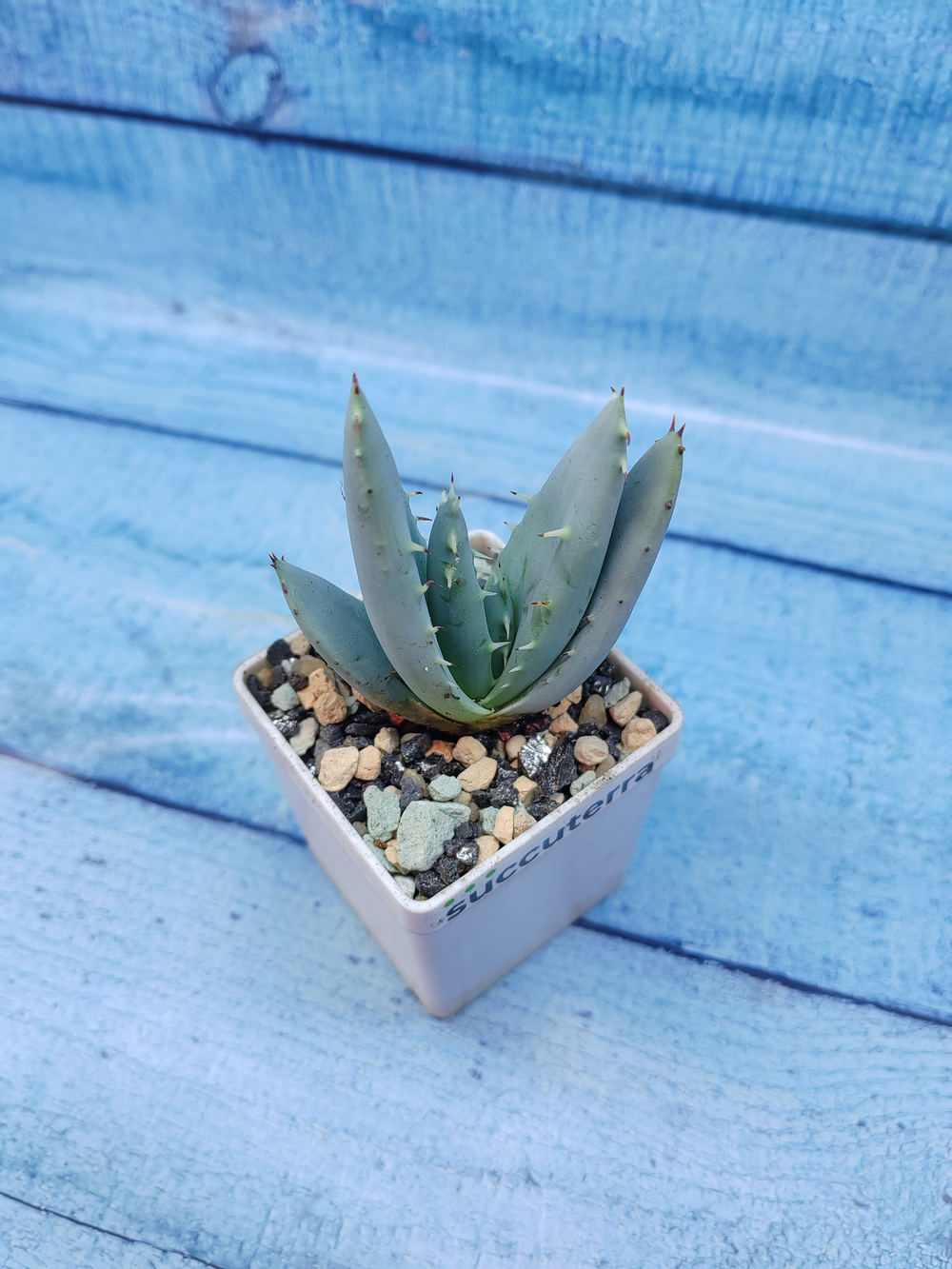 Aloe Peglerae (Алоэ)