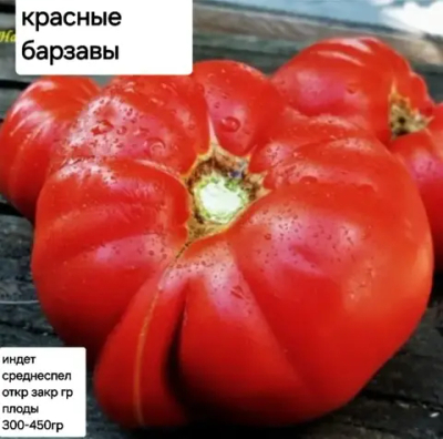 КРАСНЫЕ БАРЗАВЫ ДЖУД ХАРГИТА