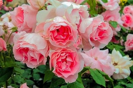 Графиня Воронцова (Comtesse De Woronzoff)